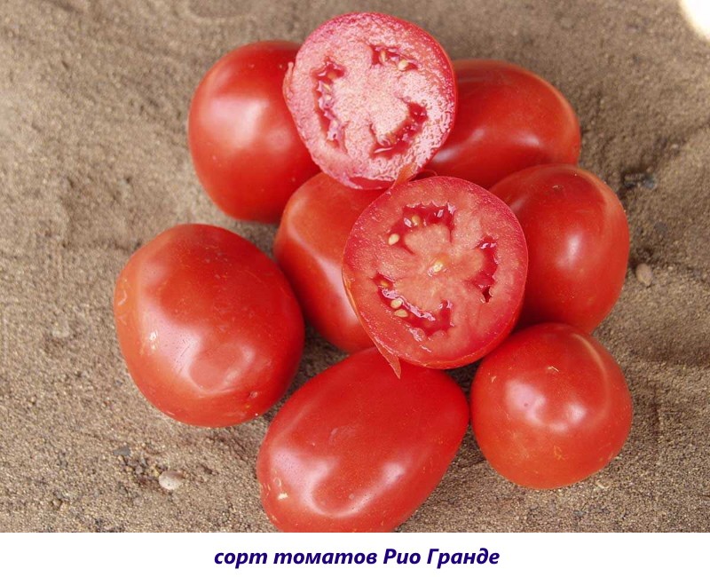 сорт томатов рио гранде