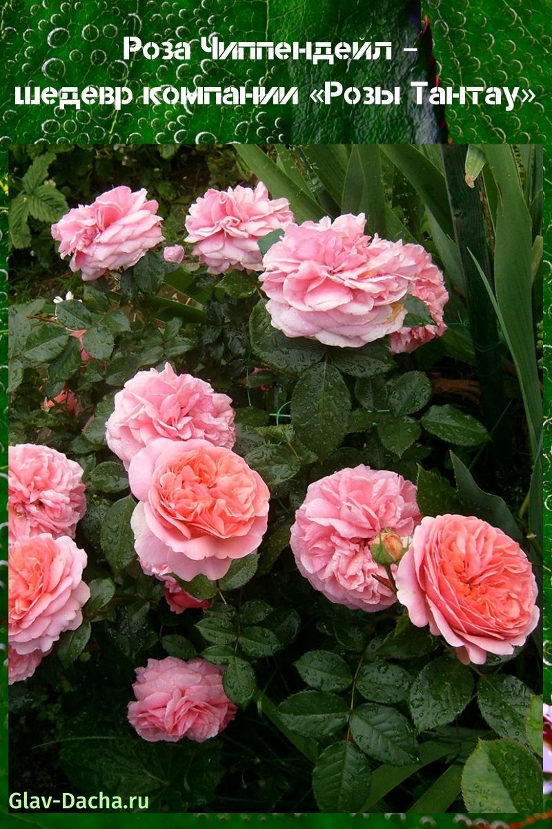 Роза Чиппендейл - особенности посадки и ухода в саду, срок цветения