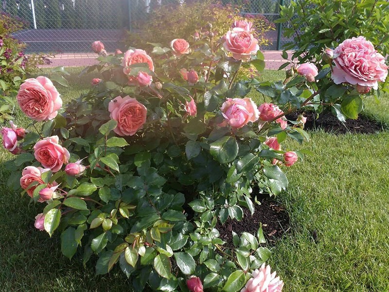 чайно-гибридный сорт розы
