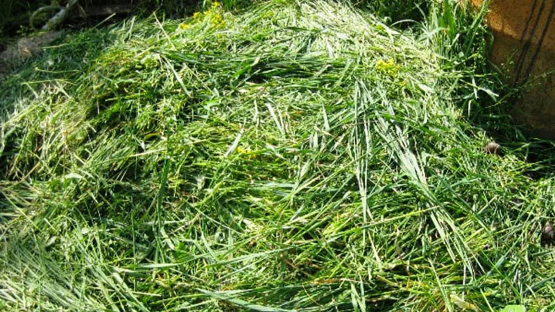 скошенная трава