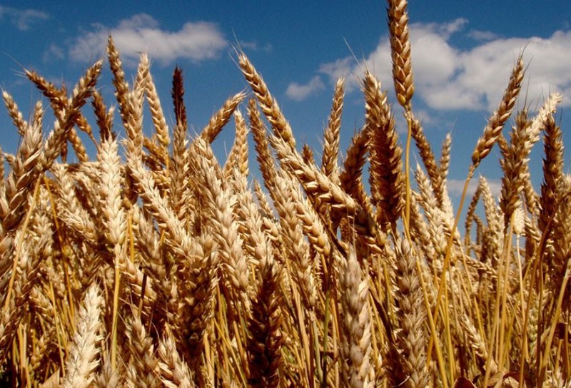 высокий урожай пшеницы