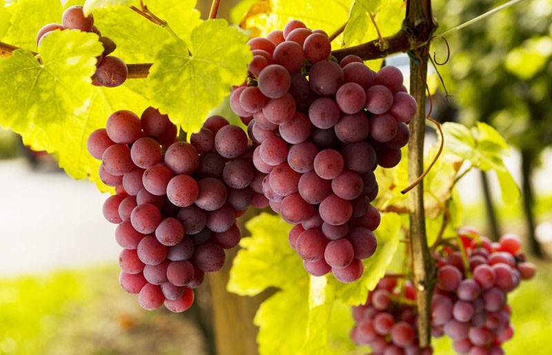 филлоксероустойчивый сорт винограда