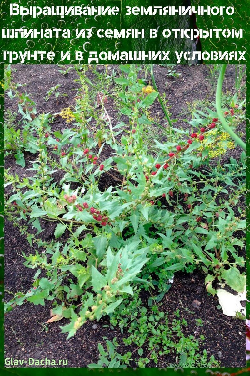 выращивание земляничного шпината из семян