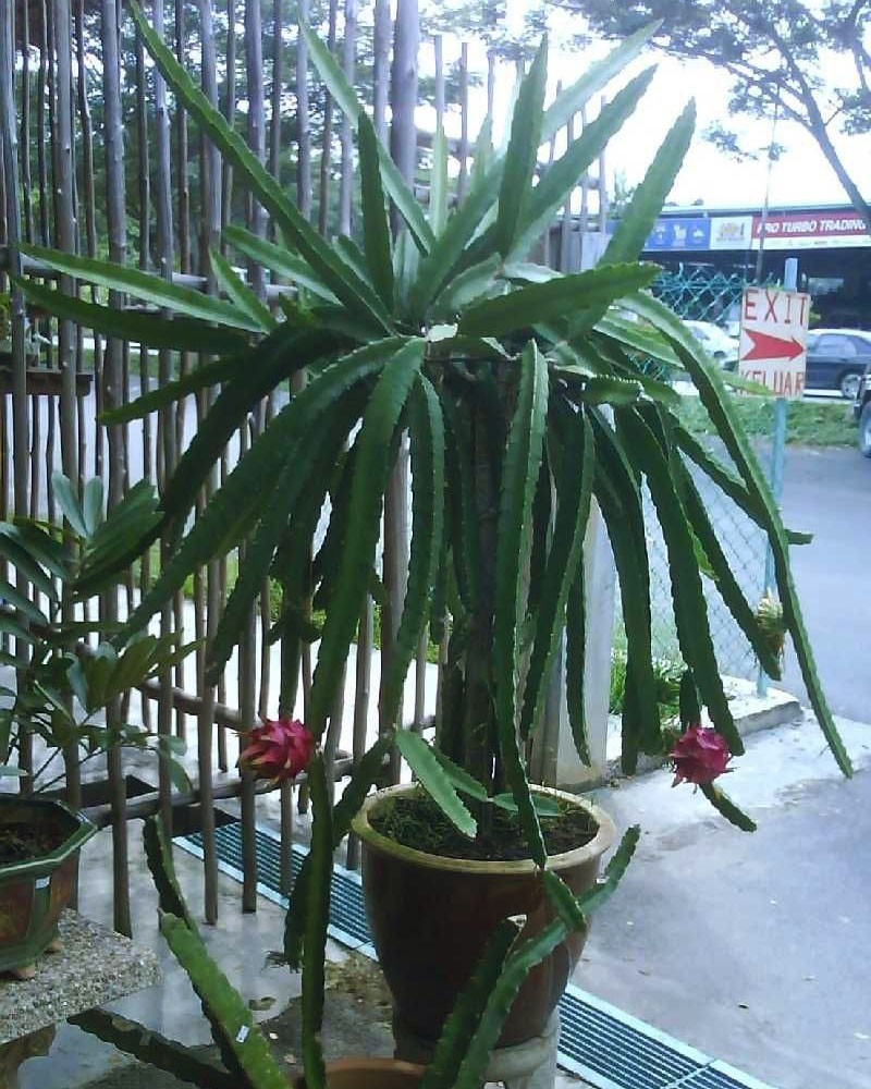Питахайя фото растения в домашних условиях