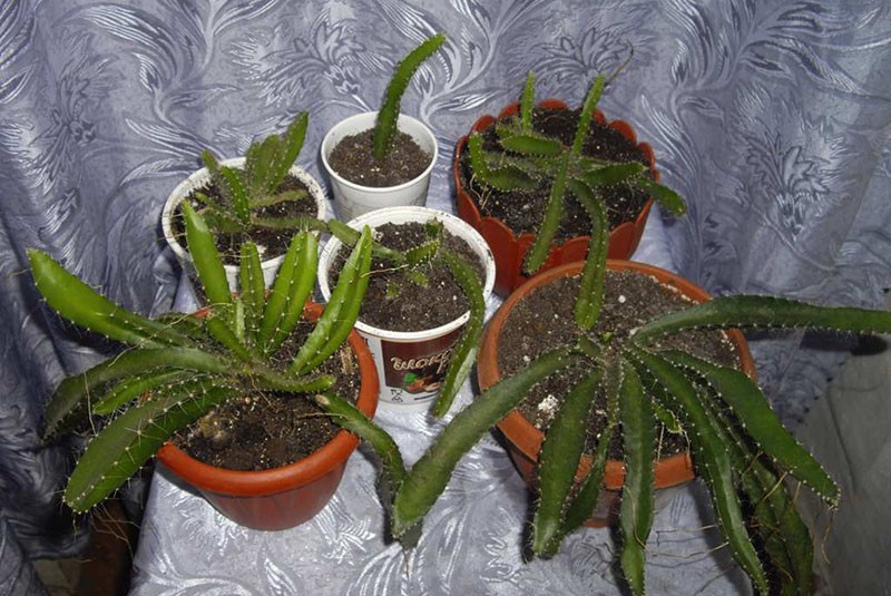молодые растения питахайи