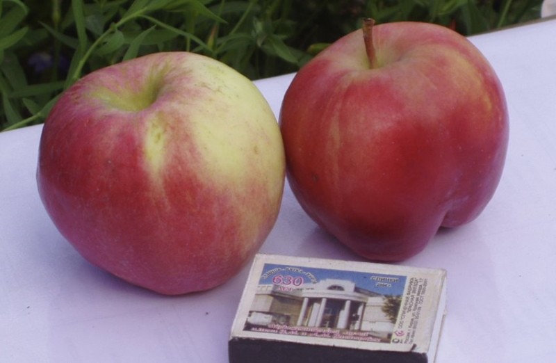 плоды яблони брусничное