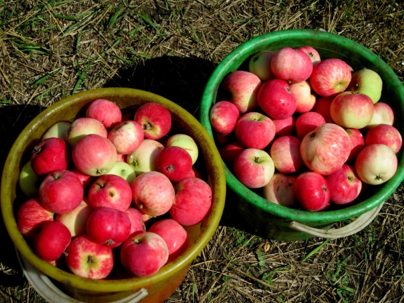 плоды яблони солнцедар