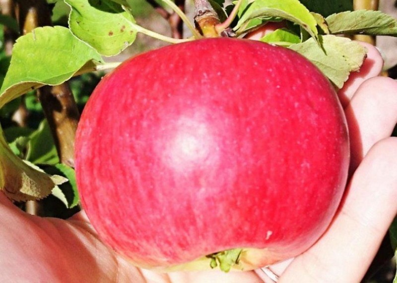 плоды яблони васюган