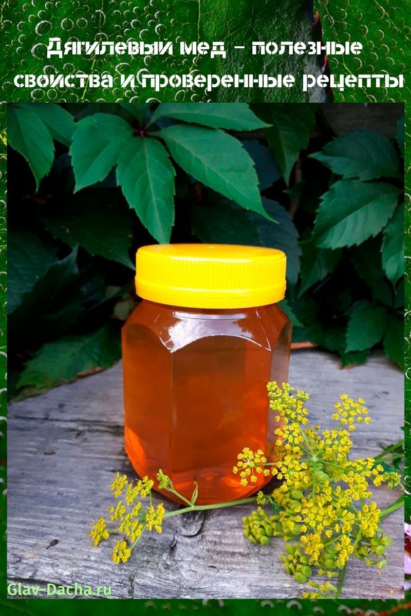 дягилевый мед полезные свойства