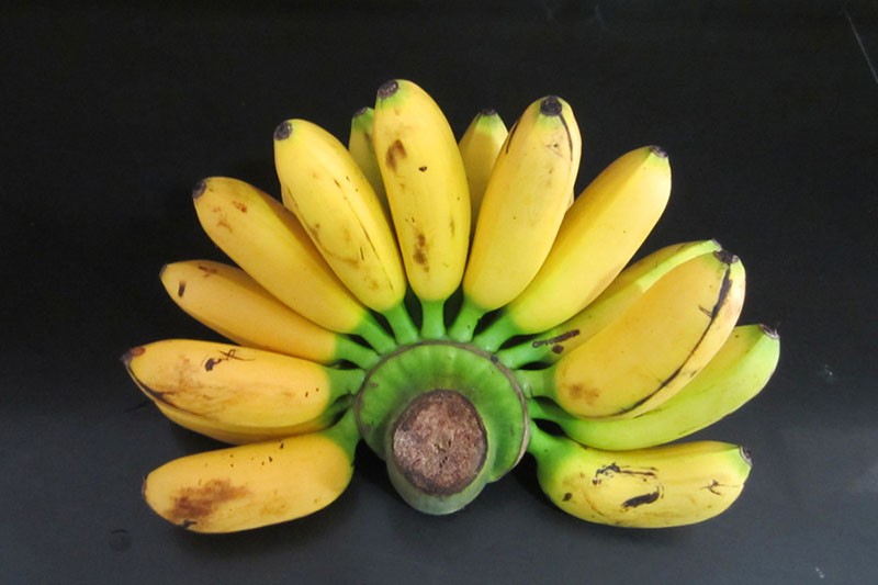 сорт бананов Дамский пальчик
