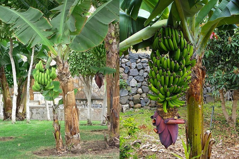 бананы это не дерево