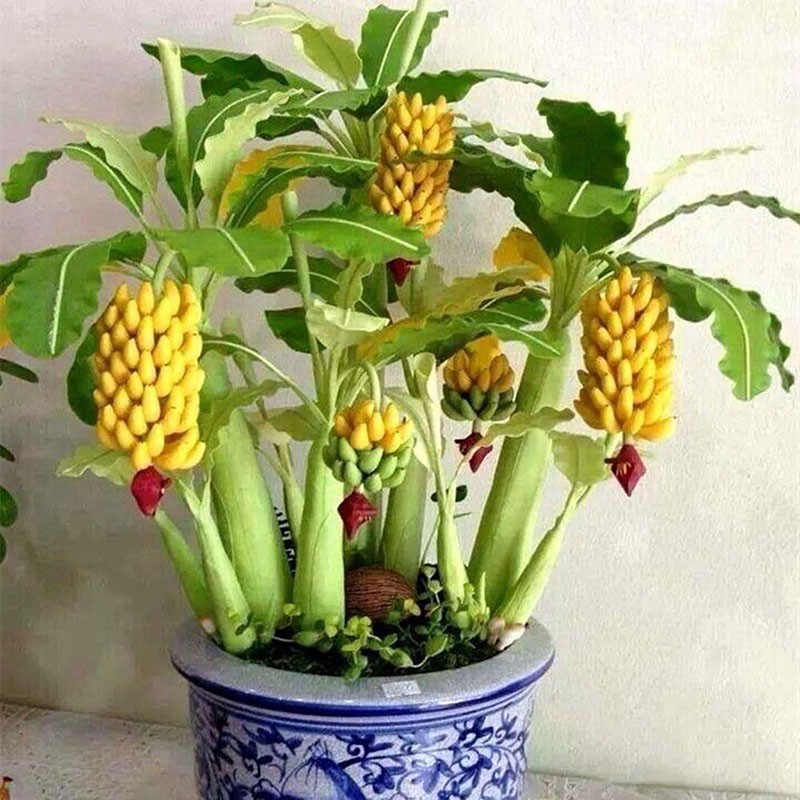 декоративные бананы
