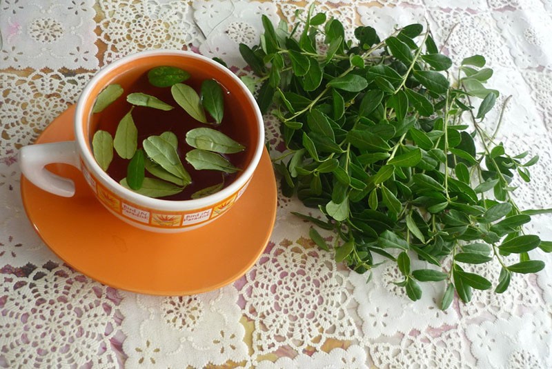 чай из брусничных листьев