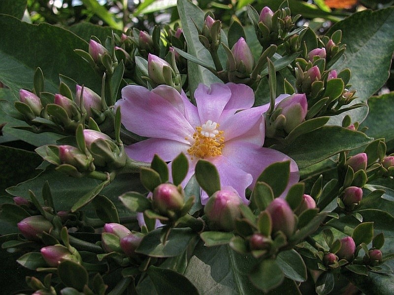 цветет переския