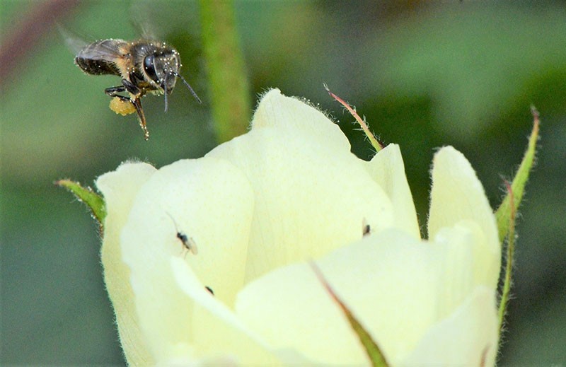 пчела на хлопчатнике