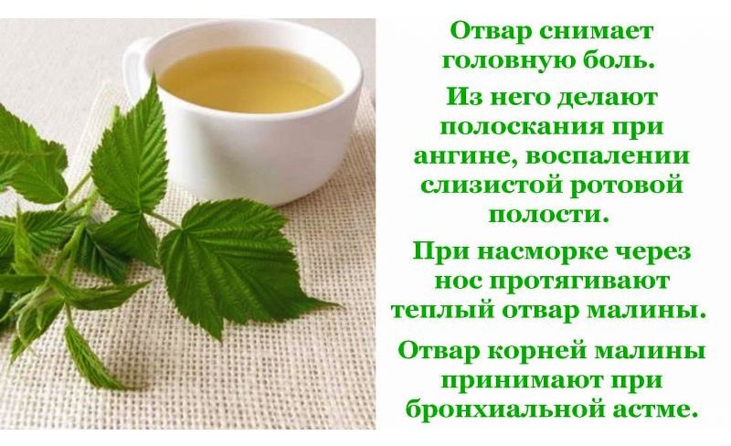 польза и вред чая из листьев малины
