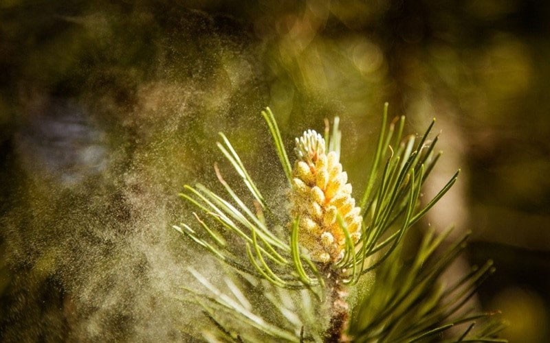 полезные свойства пыльцы сосны