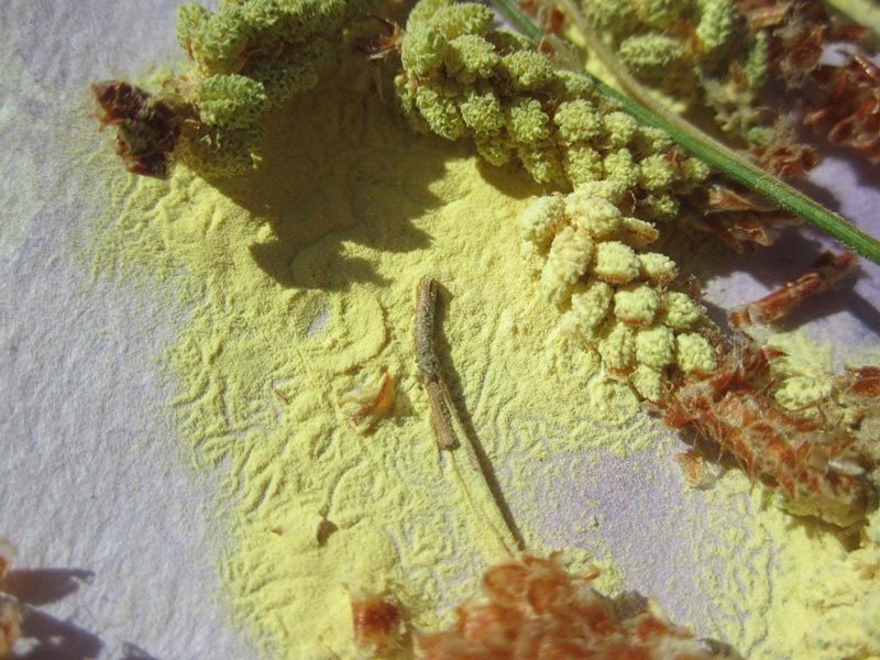 внешний вид сосновой пыльцы
