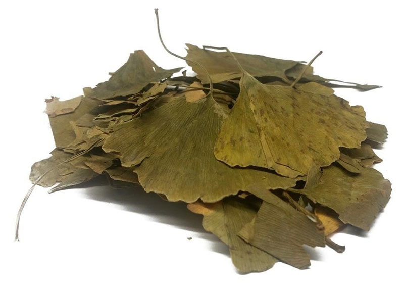 сушеные листья гинкго