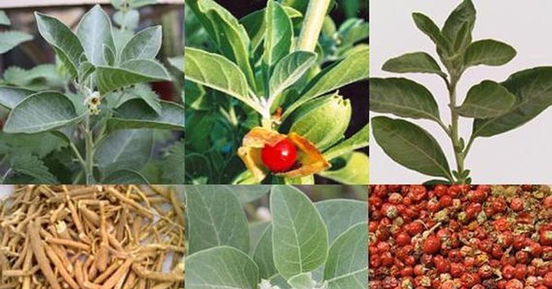 полезные свойства всех частей растения