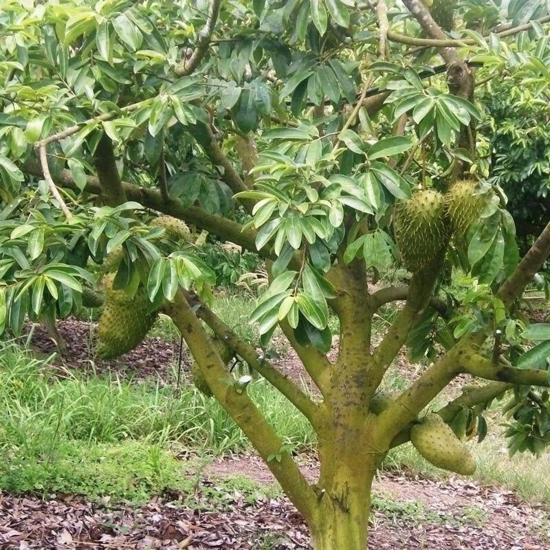 дерево аннона