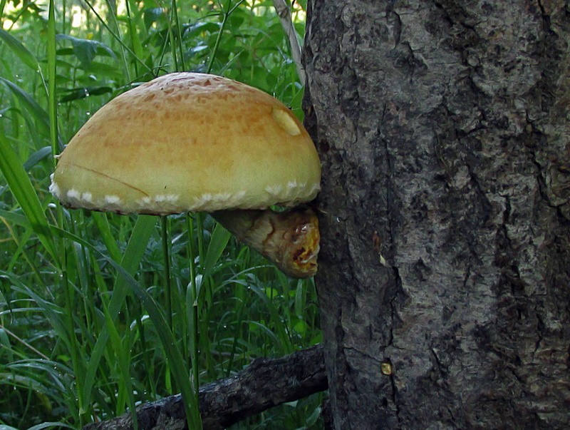 условно-съедобные грибы