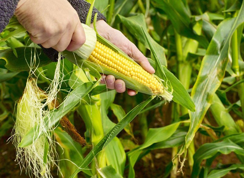 проверка кукурузы на спелость