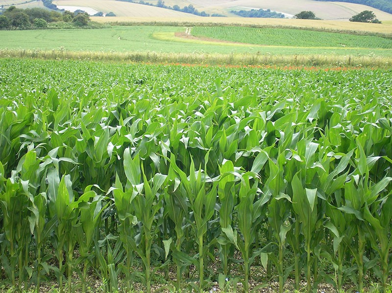 кукурузное поле