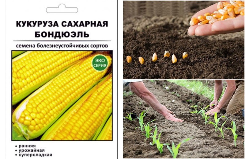 семена кукурузы и посадка