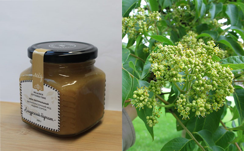 мед из цветов бархата амурского