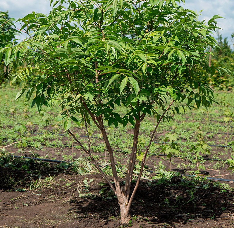 молодое дерево амурского бархата