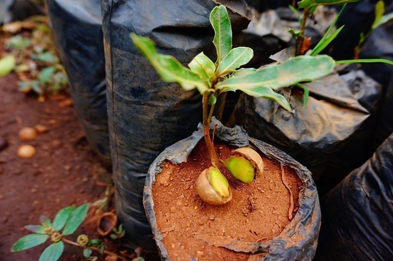 выращивание ореха макадамия