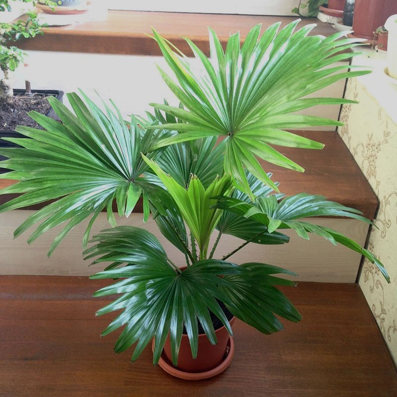выращивание пальмы ливистона в домашних условиях
