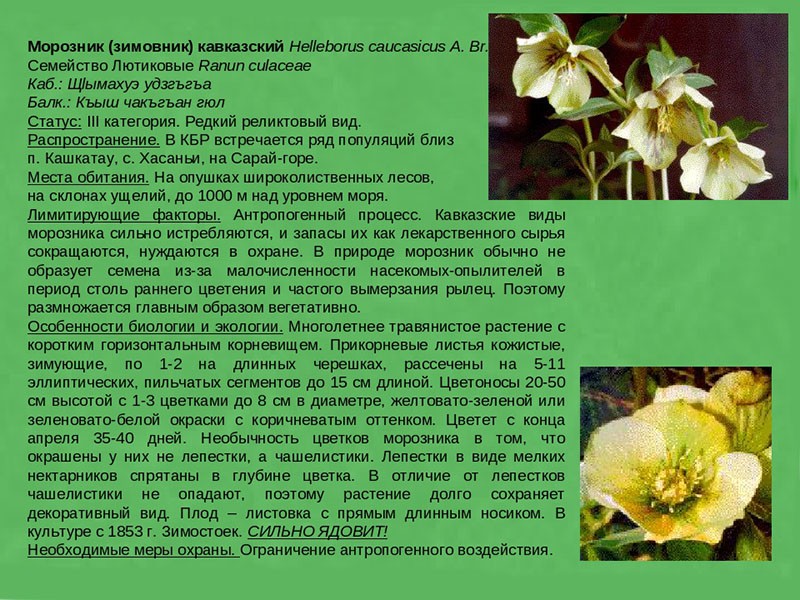 Растение морозник фото и описание