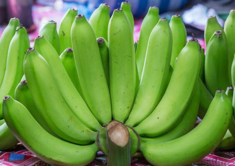 зеленые бананы полезны для здоровья
