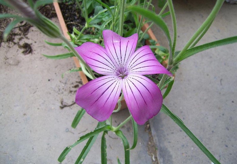 цветок агростемма в горшке