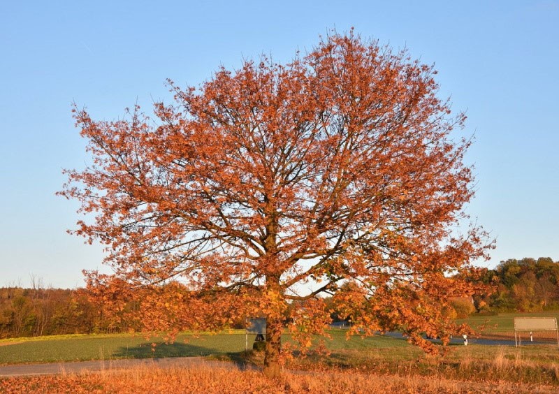 дерево гикори осенью