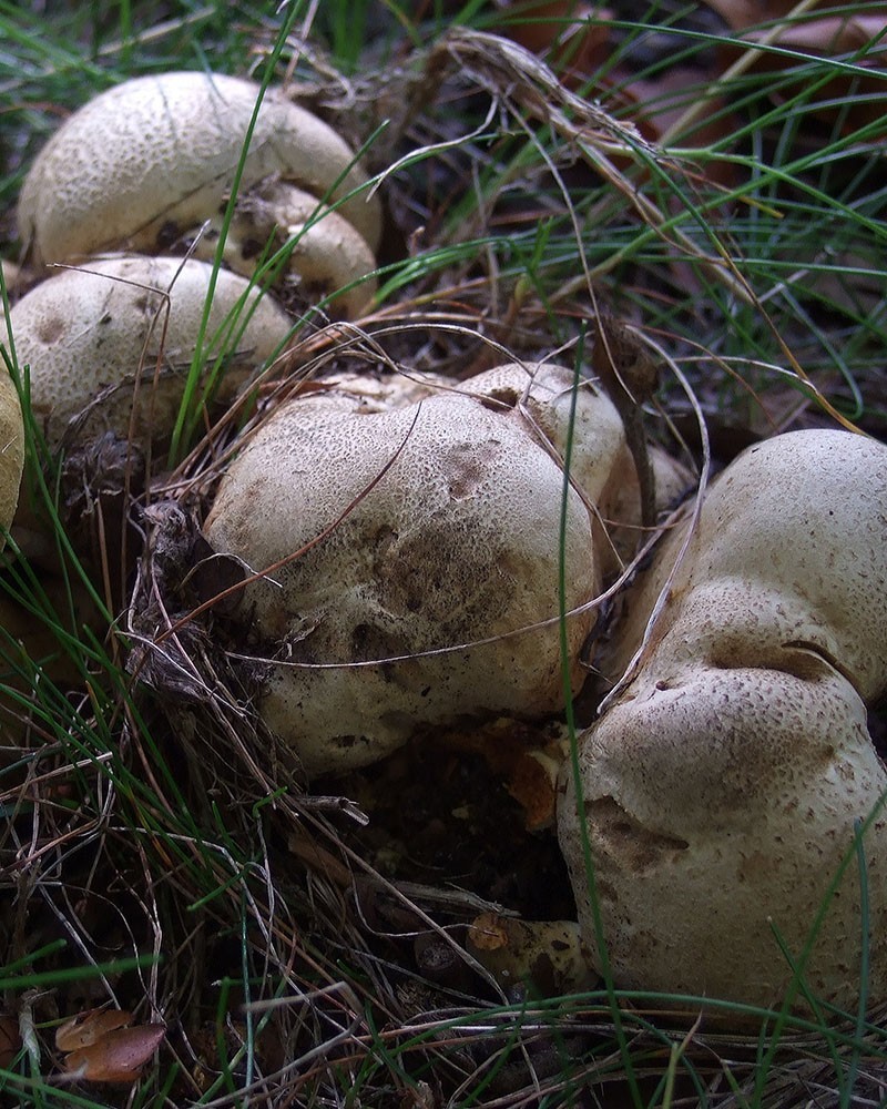 Песочники грибы фото и описание