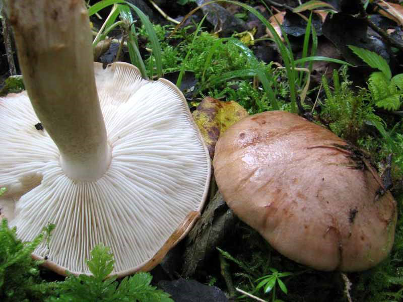 химический состав грибов