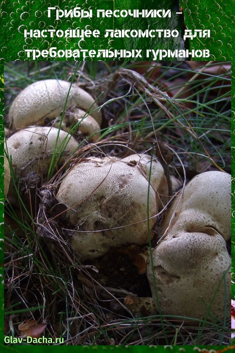 грибы песочники