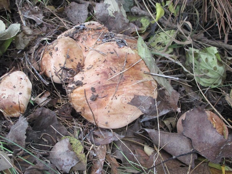 осенние грибы песочники