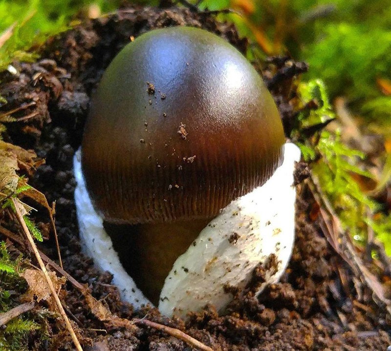 съедобный гриб толкачик