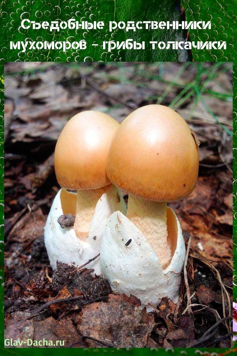 грибы толкачики