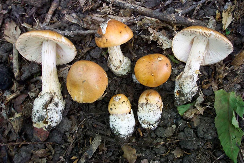 полянка грибов толкачиков