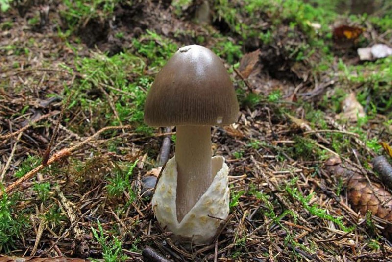 растут грибы толкачики в лесу на полянке