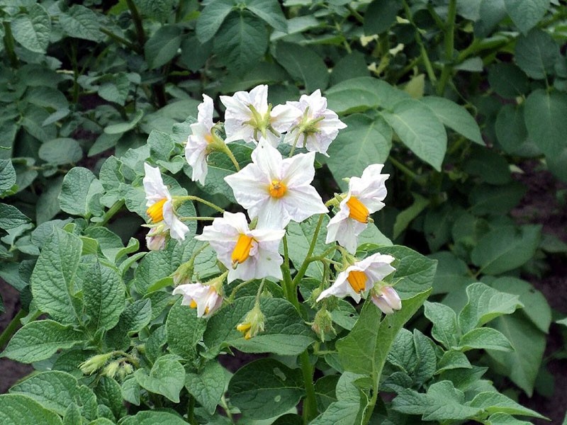 свежие цветы картофеля для спиртовой настойки