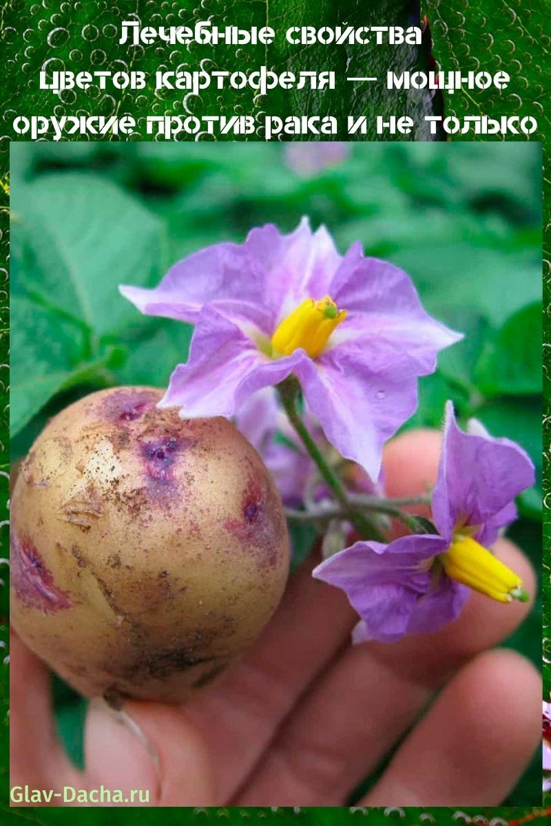 лечебные свойства цветов картофеля