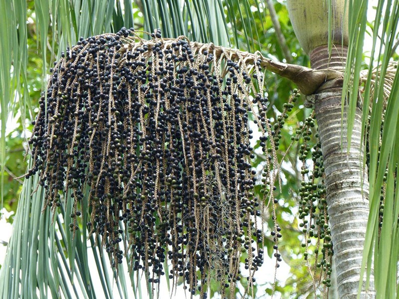 пальма с ценными плодами