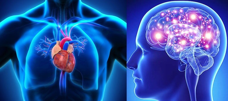 улучшение работы сердечной мышцы и функций головного мозга