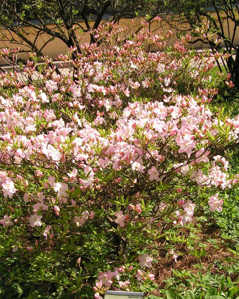 Рододендрон Шлиппенбаха 27 фото выращивание «розового дерева» из семян описание правила посадки и ухода